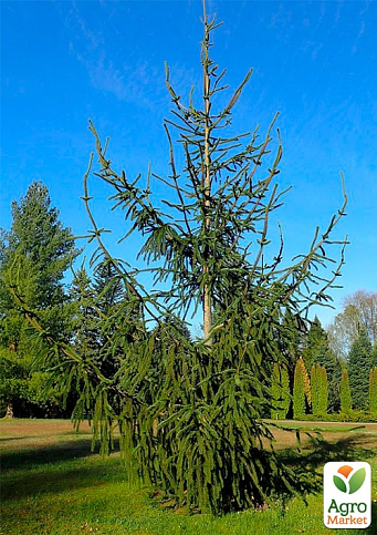 Ялина звичайна "Virgata", С10 висота 100-120см