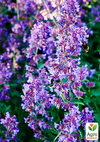 Котовник "Junior Walker" (Nepeta faassenii)