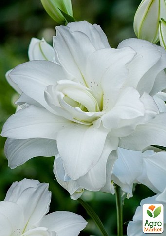 Лилия Махровая "Lotus Pure" 