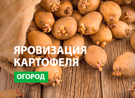 Яровизація картоплі - корисні статті про садівництво від Agro-Market