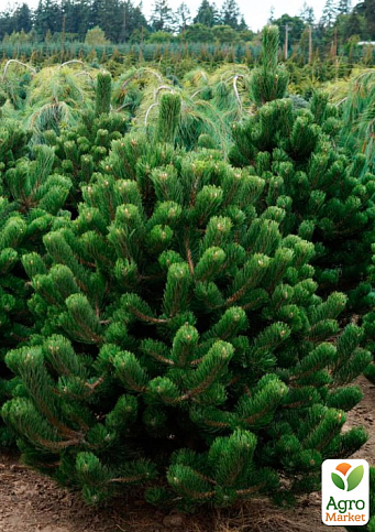 Сосна черная "Oregon Green" (ком/сетка), высота 120-130см