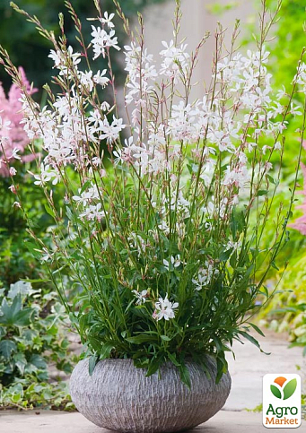 Гаура Ліндхеймера "Elurra White" (ефектний багаторічник)