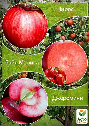 Дерево-сад Яблуня "Пірос+Джероміні+Байя Маріса"