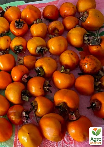 Хурма «Божий дар» (сіянець) - фото 4