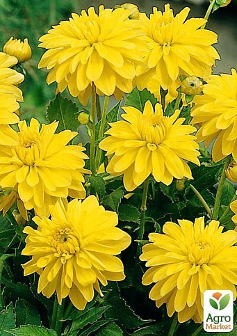 Георгина "Melody Latin" 1шт в упаковке - фото 2