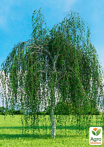 Береза повисла звичайна (Betula pendula), С3 висота 100-110см
