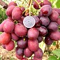 Виноград "Дюжина" (раннеспелый, урожайность до 100 кг с куста)