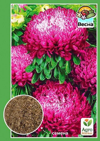 Астра "Седая дама бордовая" ТМ "Весна" 0.2г