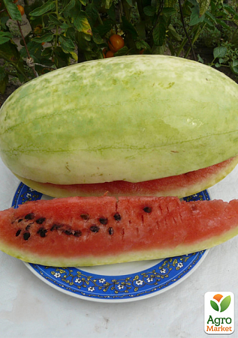 Арбуз "Али-Баба" ТМ "Vesna Select" 10шт