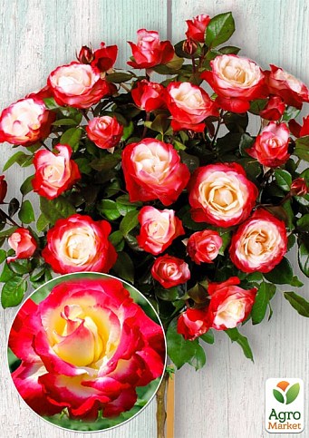 Окулянты Розы на штамбе «Double Delight»