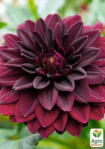 Жоржина "Arabian Night" - фото 2