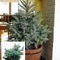 Ель Новогодняя "Kaibab" (голубая ель, высота 110-130см)