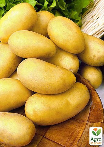 Картофель "Челенджер" семенной поздний (1 репродукция) 1кг