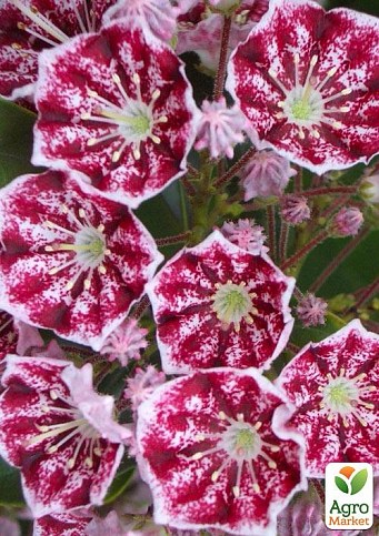 Кальмія latifolia "Kaleidoscope"