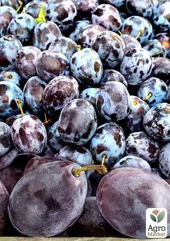 Слива "Сильвия" (летний сорт, среднеранний срок созревания) - фото 3