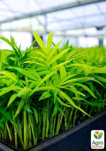 Хамедорея изящная "Каникулы в Мексике" (Chamaedorea elegans)  дм 17 см выс. 60 см