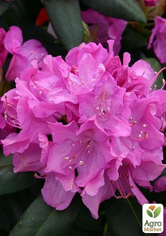 Рододендрон "Roseum elegans" 4 річний (рожевий)
