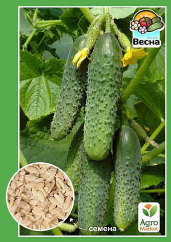 Огурец "Нежинский" ТМ "Весна" 0.5г