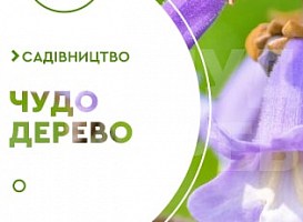 Посадка павловнії - корисні статті про садівництво від Agro-Market