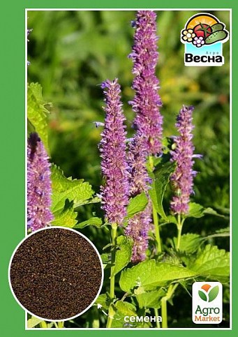 Лофант анисовый ТМ "Весна" 0.2г