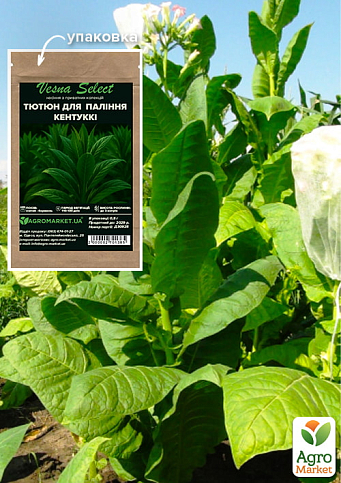 Семена Табак курительный "Кентукки" ТМ "Vesna Select" 0.5г