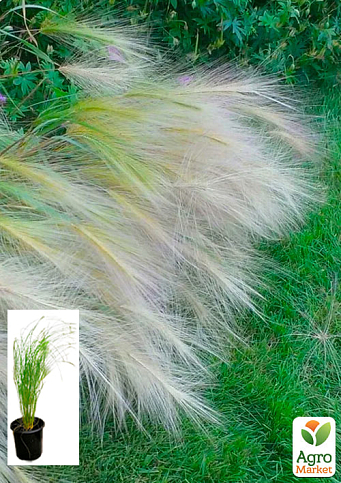 Ковила Пухнаста (Stipa)