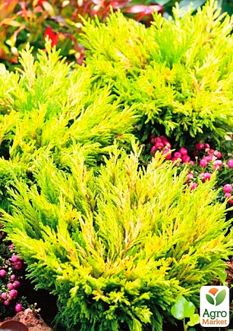 Можжевельник горизонтальный Golden Carpet (вазон Р9, высота 15-20 см) - фото 4