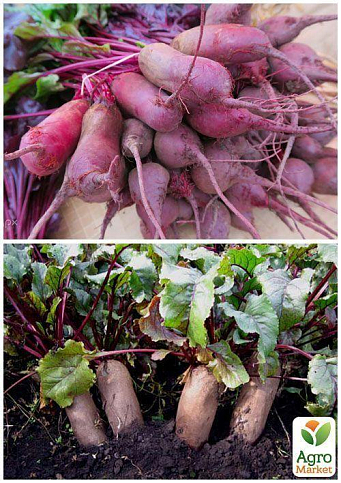 На развес Свекла "Хоробрый" ТМ "Весна" цена за 10г - фото 2