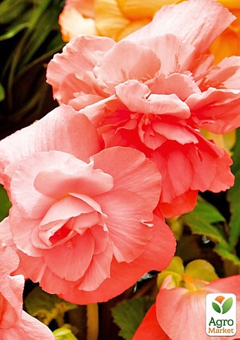 Бегония ароматная "Parfum Pastel Pink"  - фото 2