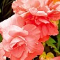 Бегония ароматная "Parfum Pastel Pink"  купить