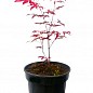 Клен 3-х річний віяловий пальмолістний "Атропурпуреум" (Acer palmatum 'Atropurpureum ") С2 висота 40-70см цена