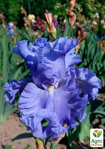 Ірис бородатий великоквітковий "Lynette Blue" - фото 2