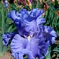 Ірис бородатий великоквітковий "Lynette Blue" купить