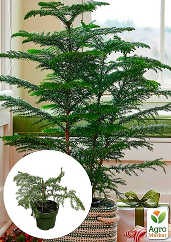 Араукарія (Araucaria heterophylla) кімнатна ялина (висота 30-45см)