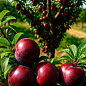 Ексклюзив! Слива "Анжеліно" (осінній сорт, пізній термін дозрівання)