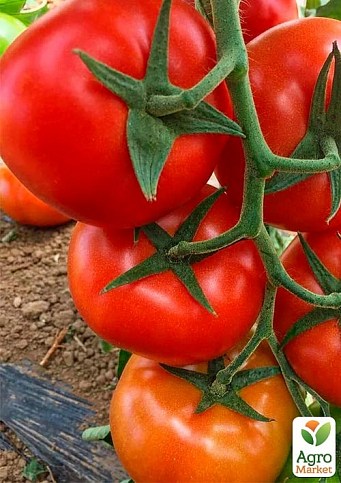 Томат индетерминантный "Прайд F1" ТМ "Lark Seeds" 250шт