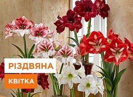 Як виростити амариліс до Різдва - Agro-Market