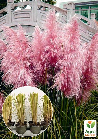 LMTD Кортадерия Пампасная трава 2х летняя "Pink Feather Rosea" 