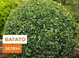 Розмноження самшиту поділом куща - корисні статті про садівництво від Agro-Market