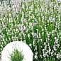 LMTD Лаванда біла 2-х річна "Edelweiss" (20-30см)