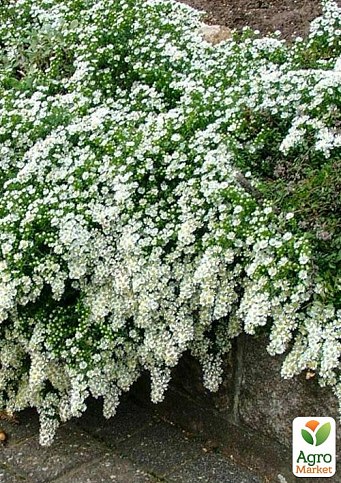 Айстра грунтопокривна "Snow Flurry" (контейнер № 10)
