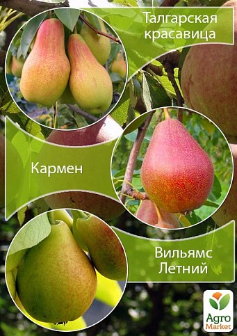 Дерево-сад Груша "Талгарская красавица+Кармен+Вильямс Летний" 