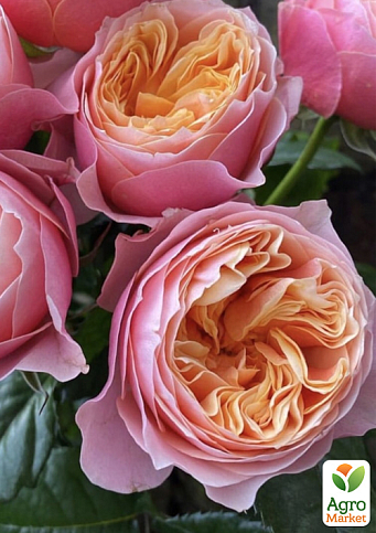 Роза штамбовая "Вувузела" (Vuvuzela) (саженец класса АА+)  - фото 2