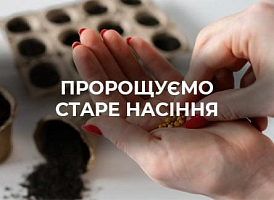 Старе насіння: посіяти чи викинути? | Agro-market