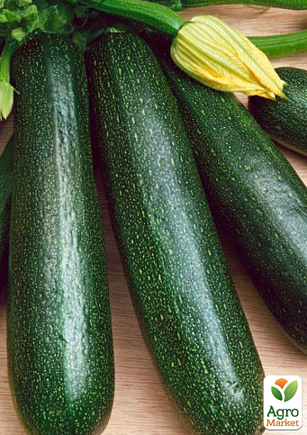 Кабачок "Кора F1" ТМ "Clause" 500шт