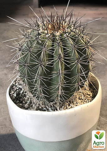 Кактус "Карнегия" (Carnegiea gigantea) (Нидерланды)