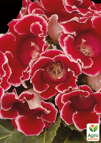 Глоксиния "Аванти F1" красная с ободком ТМ "Vesna Select" 5шт