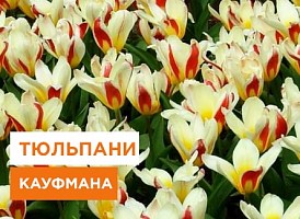 Тюльпани Кауфмана: переваги та найкращі сорти - корисні статті про садівництво від Agro-Market