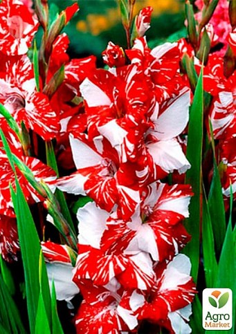 Гладиолус "Zizanie"  - фото 2
