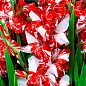 Гладиолус "Zizanie"  купить